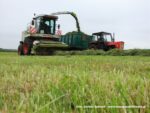 IS DSCF7049 150x113 Zielonka w Kom Rolu 2019 ? Ursusy, DT75 i Claas Jaguar ? FOTO