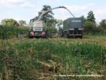 IS DSCF7052 1 150x113 Wielka akcja kukurydza na kiszonkę na Kujawach 2019   FOTO