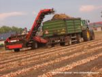 IS DSCF7053 3 150x113 Zbiór cebuli 2019   w polu ciągniki John Deere i New Holland   FOTO