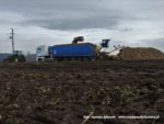 IS DSCF7053 4 150x113 John Deere 6195M I 8400R w akcji! Odbiór buraków na Kujawach ? FOTO