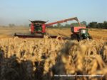 IS DSCF7059 150x113 Żniwa 2019 w CGFP   FOTO