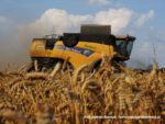 IS DSCF7062 150x113 Żniwa 2019   Dwa kombajny New Holland CX 8090 w pszenicy   FOTO