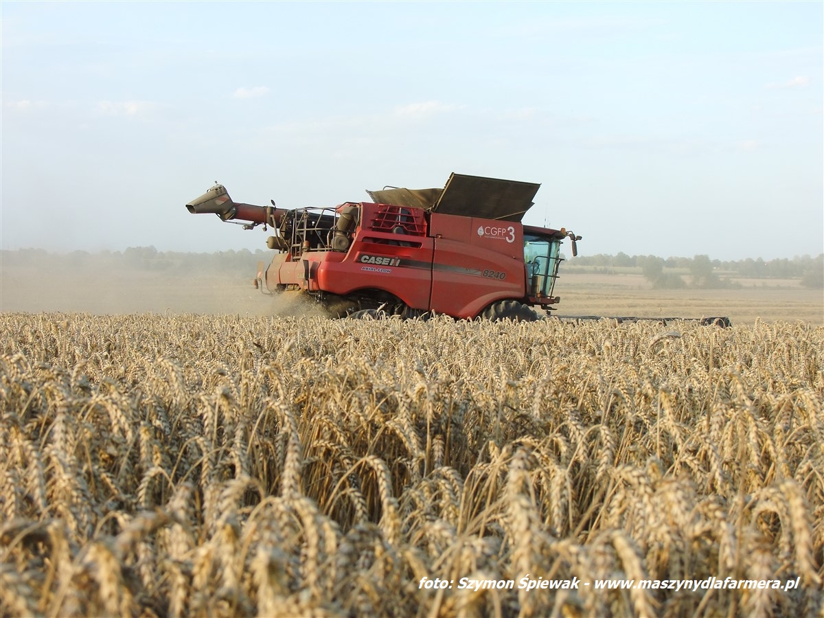 IS DSCF7065 Case IH 8230 i 9240 na gąsienicach w rzepaku. Żniwa 2018 w CGFP   VIDEO