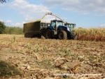 IS DSCF7072 1 150x113 Wielka akcja kukurydza na kiszonkę na Kujawach 2019   FOTO