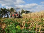 IS DSCF7073 2 150x113 Wielka akcja kukurydza na kiszonkę na Kujawach 2019   FOTO