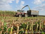IS DSCF7076 1 150x113 Wielka akcja kukurydza na kiszonkę na Kujawach 2019   FOTO
