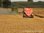 IS DSCF7077 1 150x113 Żniwa 2019 w CGFP   FOTO