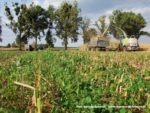 IS DSCF7077 3 150x113 Wielka akcja kukurydza na kiszonkę na Kujawach 2019   FOTO