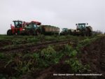 IS DSCF7077 4 150x113 Kombajn Dewulf i 4x John Deere w marchewce   FOTO