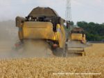 IS DSCF7079 2 150x113 Żniwa 2019   Dwa kombajny New Holland CX 8090 w pszenicy   FOTO