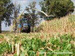 IS DSCF7079 4 150x113 Wielka akcja kukurydza na kiszonkę na Kujawach 2019   FOTO