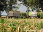 IS DSCF7080 1 150x113 Wielka akcja kukurydza na kiszonkę na Kujawach 2019   FOTO