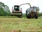 IS DSCF7084 150x113 Zielonka w Kom Rolu 2019 ? Ursusy, DT75 i Claas Jaguar ? FOTO
