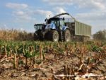 IS DSCF7085 3 150x113 Wielka akcja kukurydza na kiszonkę na Kujawach 2019   FOTO