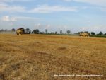 IS DSCF7096 150x113 Żniwa 2019   Dwa kombajny New Holland CX 8090 w pszenicy   FOTO