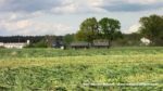 IS IMG 0030 150x84 Żyto na kiszonkę   Claas Jaguar 950, John Deere 7830, New Holland T8.360, TM120 ? FOTO