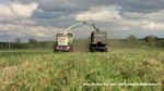IS IMG 0047 150x84 Żyto na kiszonkę   Claas Jaguar 950, John Deere 7830, New Holland T8.360, TM120 ? FOTO