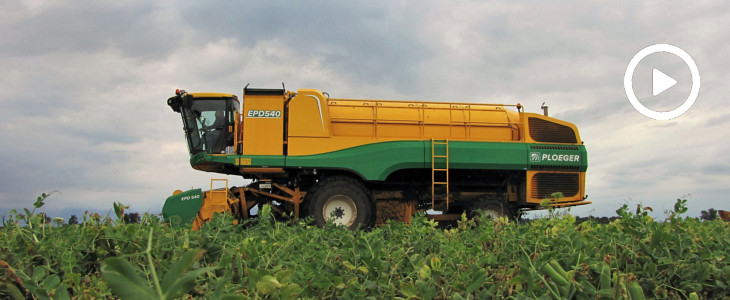 Ploeger groszek żniwa2020 film Holenderski gigant w groszku   Ploeger EPD 538 (VIDEO)