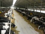 gospodarstwo fortune cieszymowo 3 150x113 Potwierdzony wzrost produkcji mleka dzięki technologii SHREDLAGE w Polsce