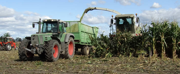 Claas Jaguar 830 kukurydza kiszonka 2020 film Deszczowa kukurydza na kiszonkę 2020   VIDEO