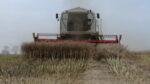 DSC04830 150x84 Żniwa 2020   3x Claas Lexion i zadyma w rzepaku   FOTO