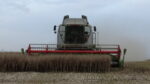 DSC04835 150x84 Żniwa 2020   3x Claas Lexion i zadyma w rzepaku   FOTO