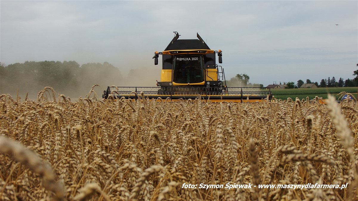 IS DSCF9001 Żniwa 2020   3x New Holland: CR 9.90, CR 9080, CX 820   FOTO