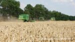 IS DSCF9196 150x84 Żniwa na zielono ? w polu John Deere 2266, 2264, 2066   FOTO