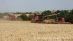IS DSCF9628 150x84 Żniwa 2020 w CGFP Wojnowo z kombajnami John Deere 790i oraz Case IH 9240, 8240, 8230   FOTO