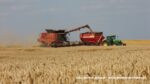 IS DSCF9644 150x84 Żniwa 2020 w CGFP Wojnowo z kombajnami John Deere 790i oraz Case IH 9240, 8240, 8230   FOTO