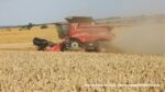 IS DSCF9662 150x84 Żniwa 2020 w CGFP Wojnowo z kombajnami John Deere 790i oraz Case IH 9240, 8240, 8230   FOTO