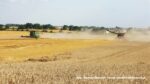 IS DSCF9665 150x84 Żniwa 2020 w CGFP Wojnowo z kombajnami John Deere 790i oraz Case IH 9240, 8240, 8230   FOTO