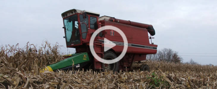 International w kukurydzy film Claas Lexion 760 w kukurydzy (VIDEO)