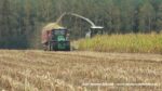 IS DSCF0120 150x84 Kukurydza 2020 ? Claas Jaguar 950 i 1100 KM w transporcie ? FOTO