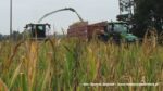 IS DSCF0151 150x84 Kukurydza 2020 ? Claas Jaguar 950 i 1100 KM w transporcie ? FOTO