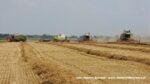 IS DSCF9457 150x84 Żniwa 2020 w Kom Rol Kobylniki. Claas Lexion 480, 3x 580 oraz niezastąpione Ursusy i Stary ? FOTO
