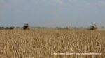 IS DSCF9471 150x84 Żniwa 2020 w Kom Rol Kobylniki. Claas Lexion 480, 3x 580 oraz niezastąpione Ursusy i Stary ? FOTO