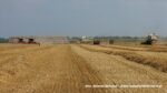 IS DSCF9493 150x84 Żniwa 2020 w Kom Rol Kobylniki. Claas Lexion 480, 3x 580 oraz niezastąpione Ursusy i Stary ? FOTO
