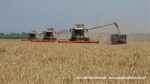 IS DSCF9494 150x84 Żniwa 2020 w Kom Rol Kobylniki. Claas Lexion 480, 3x 580 oraz niezastąpione Ursusy i Stary ? FOTO