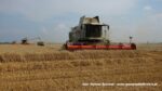 IS DSCF9499 150x84 Żniwa 2020 w Kom Rol Kobylniki. Claas Lexion 480, 3x 580 oraz niezastąpione Ursusy i Stary ? FOTO
