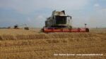 IS DSCF9499 150x84 Żniwa 2020 w Kom Rol Kobylniki. Claas Lexion 480, 3x 580 oraz niezastąpione Ursusy i Stary – FOTO