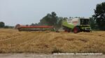 IS DSCF9520 150x84 Żniwa 2020 w Kom Rol Kobylniki. Claas Lexion 480, 3x 580 oraz niezastąpione Ursusy i Stary – FOTO