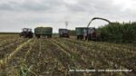 IS DSCF9896 150x84 Ursusy, DT y i Claas Jaguar vs.1000 ha kukurydzy w Kom Rol Kobylniki   FOTO