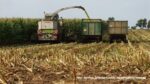 IS DSCF9910 150x84 Ursusy, DT y i Claas Jaguar vs.1000 ha kukurydzy w Kom Rol Kobylniki   FOTO