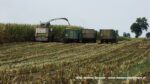 IS DSCF9912 150x84 Ursusy, DT y i Claas Jaguar vs.1000 ha kukurydzy w Kom Rol Kobylniki   FOTO