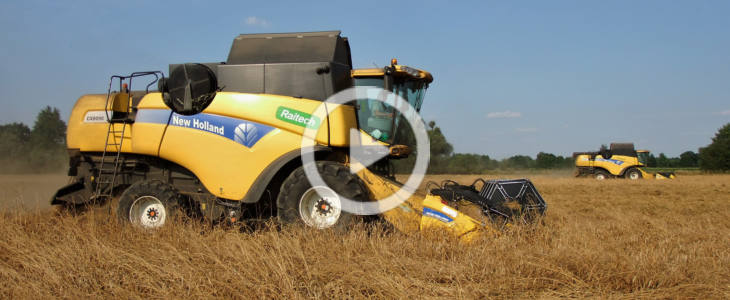 New Holland CX 2x zniwa 2021 film Żniwa 2019   Duet New Holland CX 8090 w pszenicy (VIDEO)