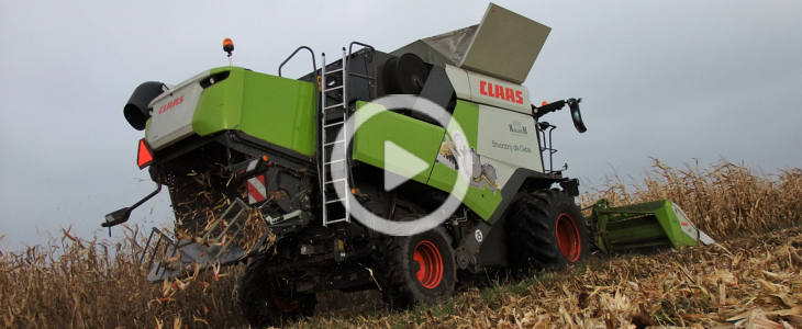 Claas Trion kukurydza 2021 film Żniwa 2021   Nowy Claas Tucano 320 w rzepaku   VIDEO