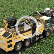 Kom Rol Ursus buraki 2021 film 180x180 Żniwa 2021 z CASE IH   premiera kombajnu Axial Flow 8250   VIDEO