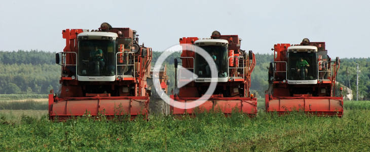 BCMH groszkowe zniwat 2022 film Kombajny BCMH Tech SB9000   groszkowe żniwa dobiegają końca   VIDEO