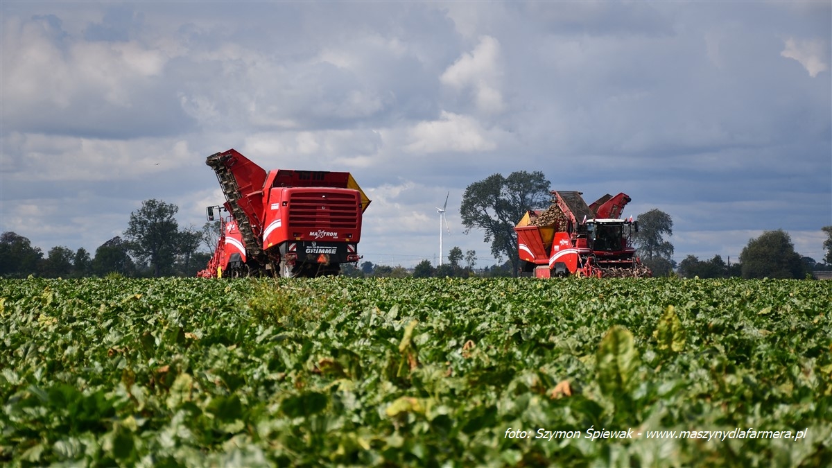 IS DSC 2193 Kombajn Grimme Varitron 270 w ciężkim zbiorze marchewki   VIDEO